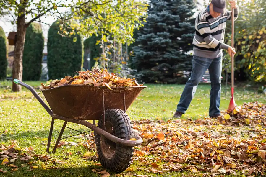 Leaves Cleanup